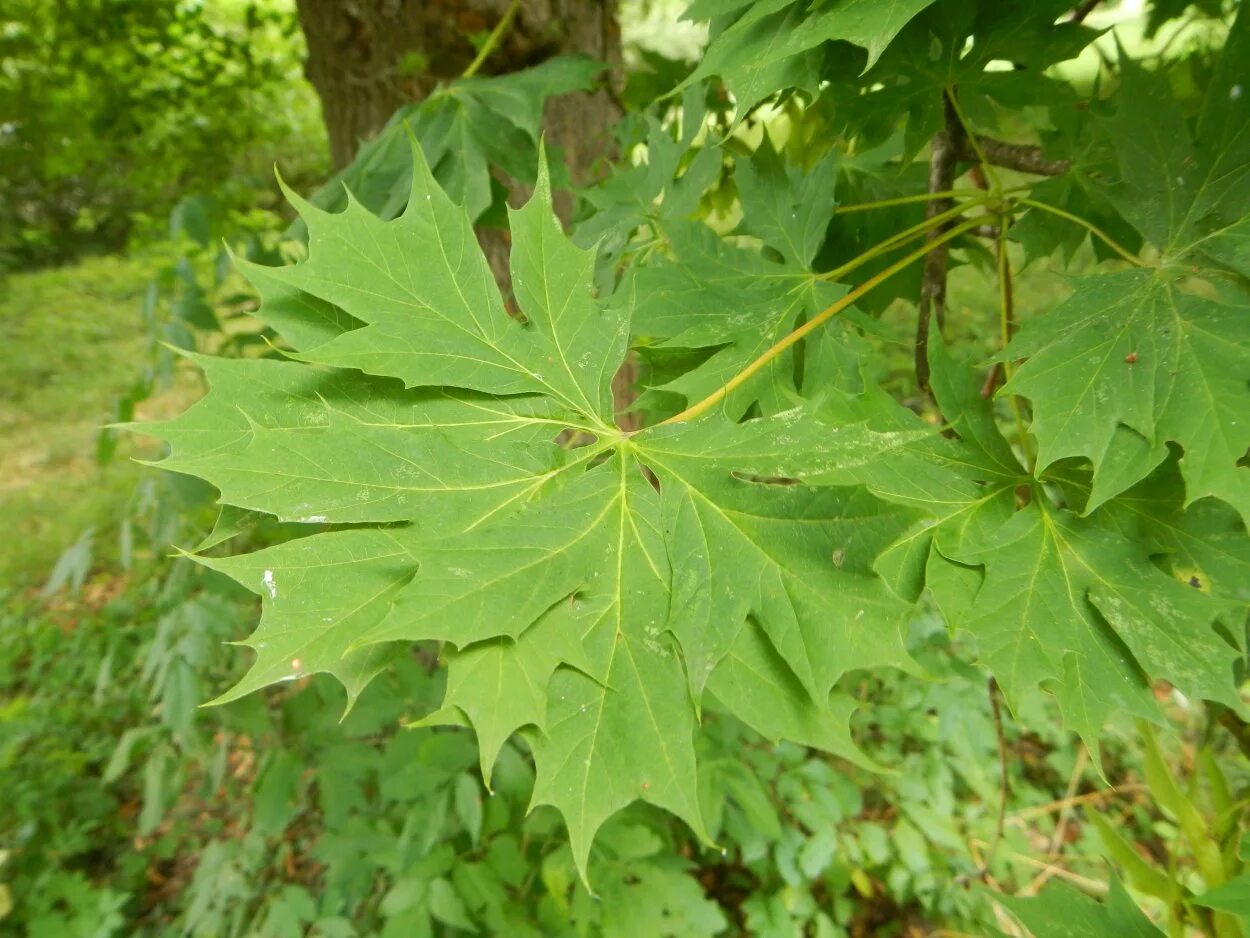 Acer platanoides 'stollii'. Клен 4 букв. Клен полевой лист. Acer pseudoplatanus плод. Клен давида фото.