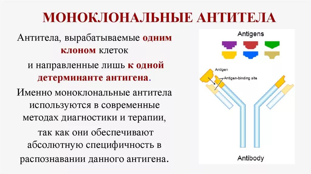 Моноклональгые антитела. Конъюгированные моноклональные антитела. Химерные моноклональные антитела препараты. Моноклональные антитела строение. Клон антитела