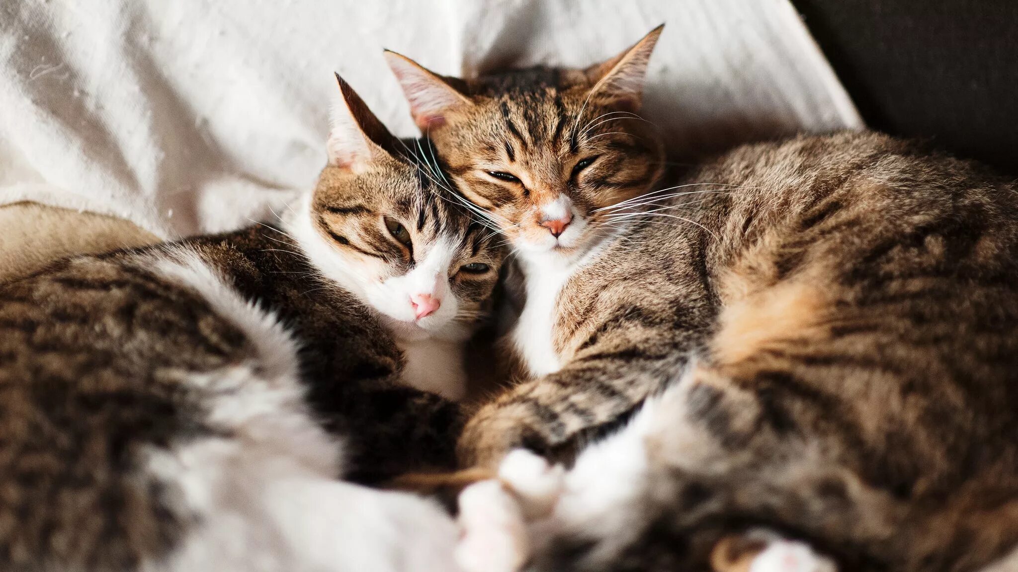 Любовь кошек и котов. Котики вместе. Котики обнимаются. Кошки любовь. Кошки в обнимку.