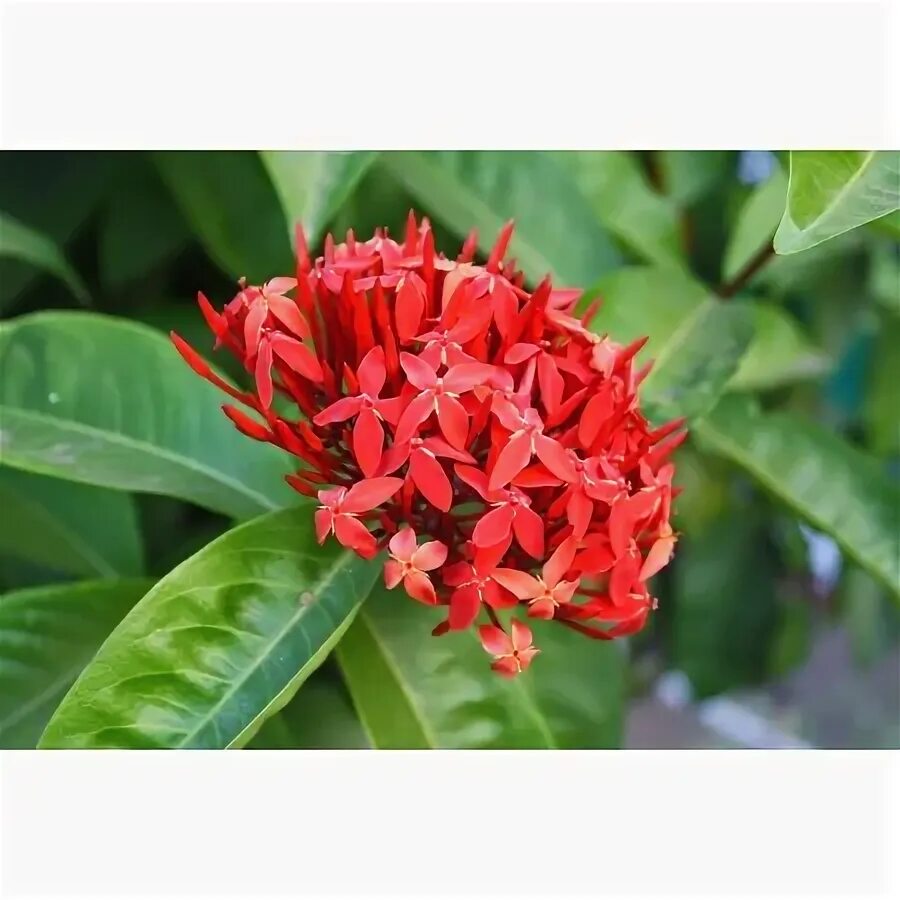 Иксора огэ. Иксора оранж махровая. Иксора огэ. Иксора огэ. Иксора яванская.