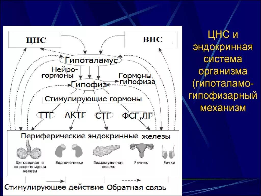 Гормон центральной нервной системы