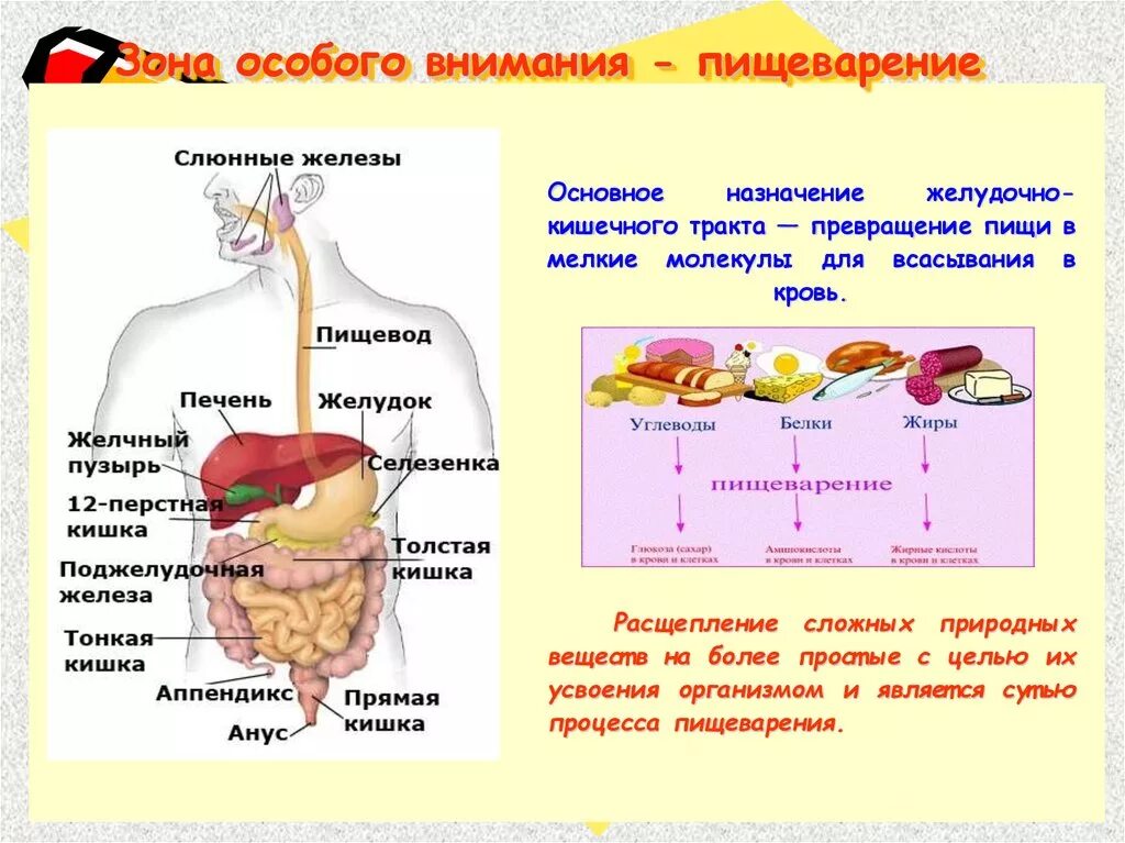 Биология 8 класс информация. Гигиена органов пищеварения 8 класс биология. Система органов пищеварения 8 класс биология. Биология 8 класс тема пищеварение. Пищеварительная система ЕГЭ биология памятка.