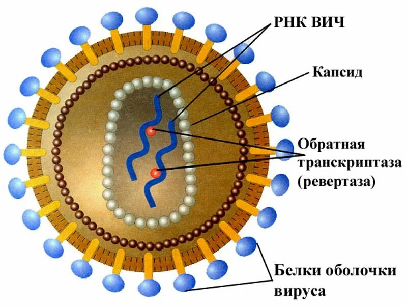 Вич биология. ВИЧ строение вируса биология. Строение ВИЧ вируса схема. Вирус иммунодефицита человека ВИЧ строение. Строение клетки вируса ВИЧ.