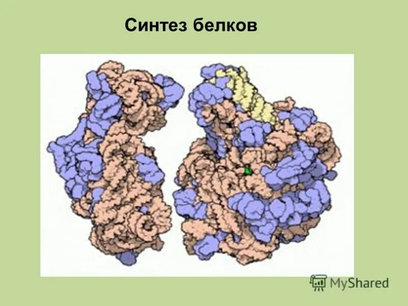 Синтетический белок. Химически синтезированный белок. Клетка для белки. Синтез молекулы белка последовательность. Синтез белка поочередность.
