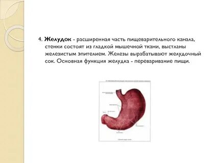 Расширенный желудок
