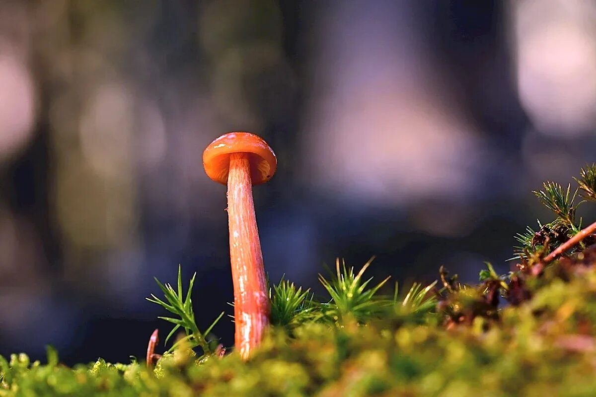 Грибы обои. Очень маленькие грибы. Psilocybe subaeruginosa. Грибы. Керамические грибочки.
