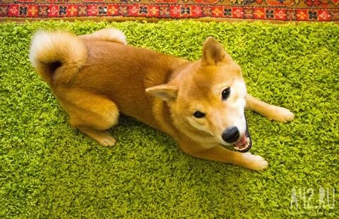 Какой породы желтый
