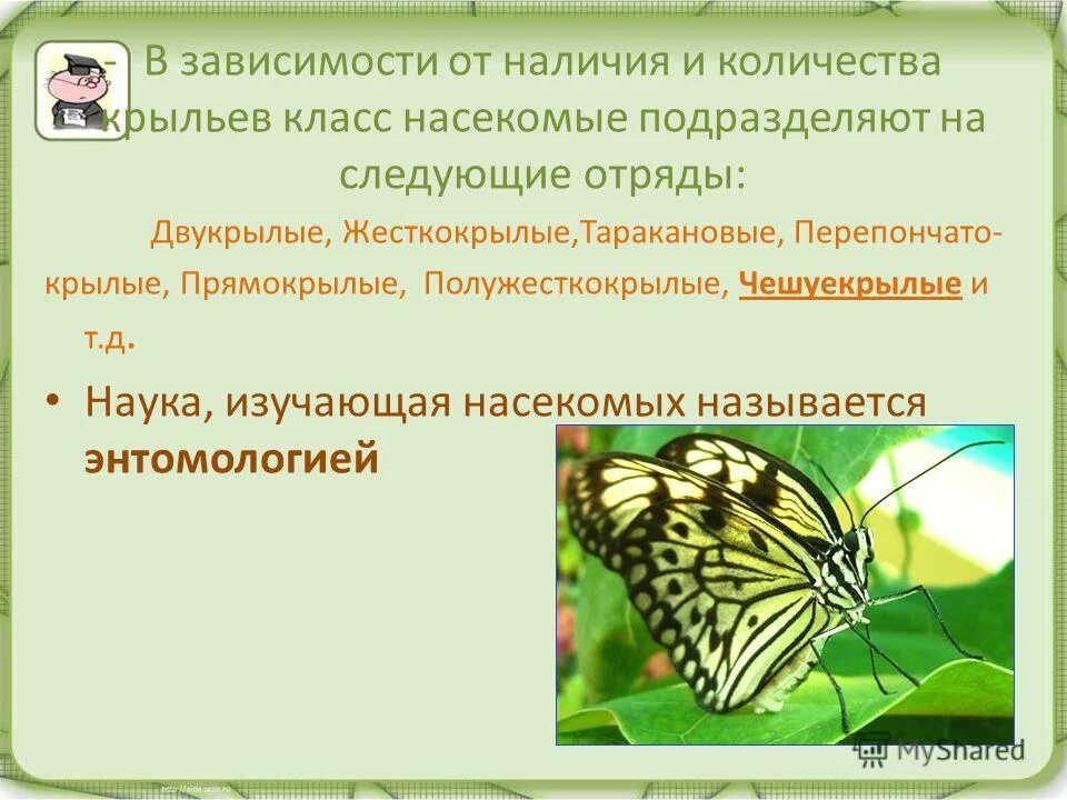 Систематическое положение бабочки. Форма тела бабочки. Классификация чешуекрылых. Отряд чешуекрылые представители список. Характеристика отряда чешуекрылые или бабочки.