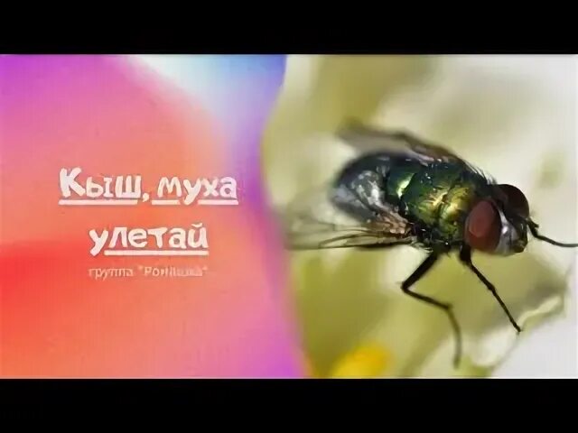 Муха в полёте. План текста пчела и муха. Муха для презентации. Назойливая муха. Обыкновенная полевая муха.