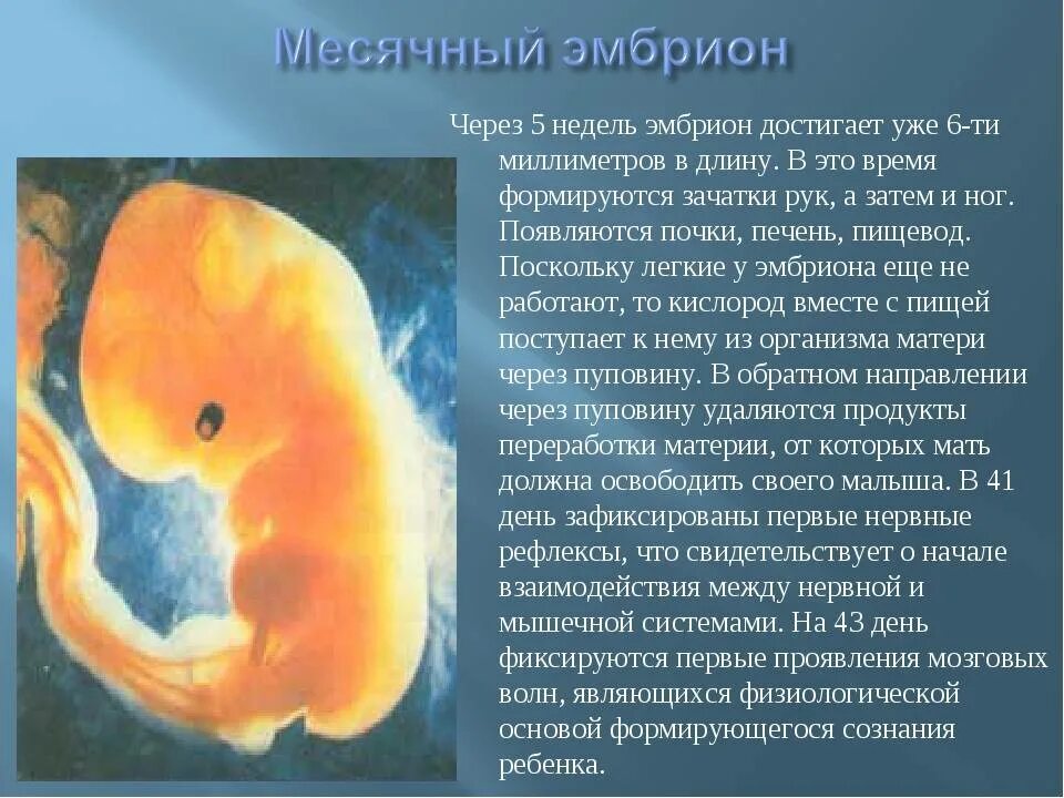 Эмбрион человека это. Плод на 5 неделе беременности. Какого размера плод на 5-6 неделе беременности. Пятая неделя беременности размер эмбриона. Эмбрион на 3 эмбриональной неделе.