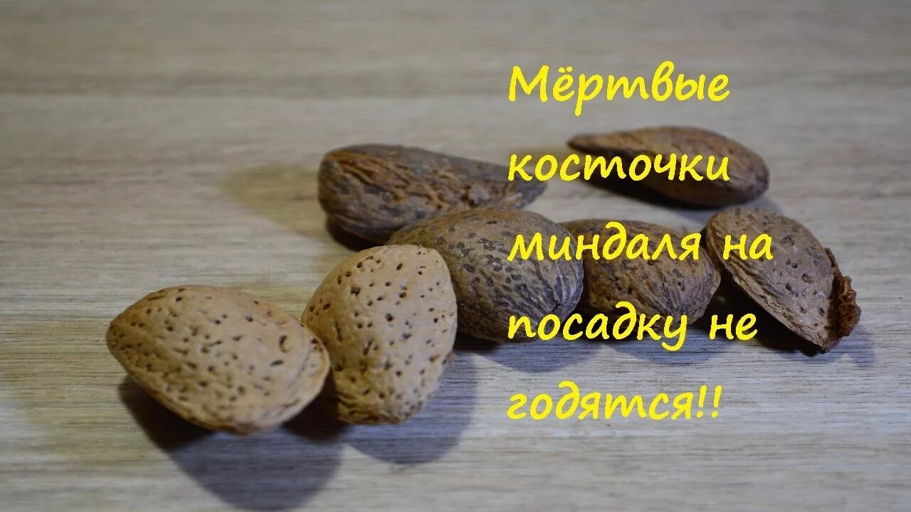 Посадка миндаля. Миндаль из косточки. Косточка миндаля. Семечки миндаля.