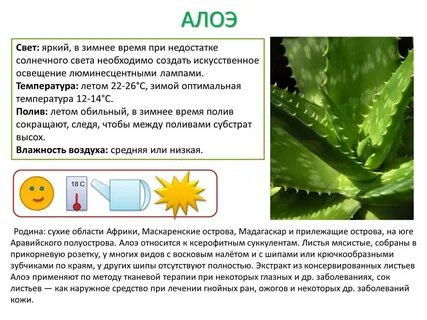 Алоэ показания