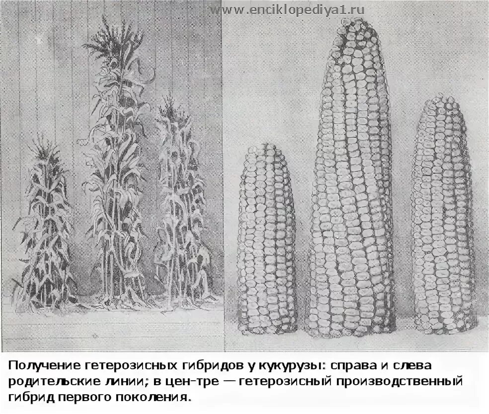 Селекция пшеницы гетерозис. Древние селекционеры. Гетерозис у растений. Древние селекционеры растений. Массовый отбор гибридов