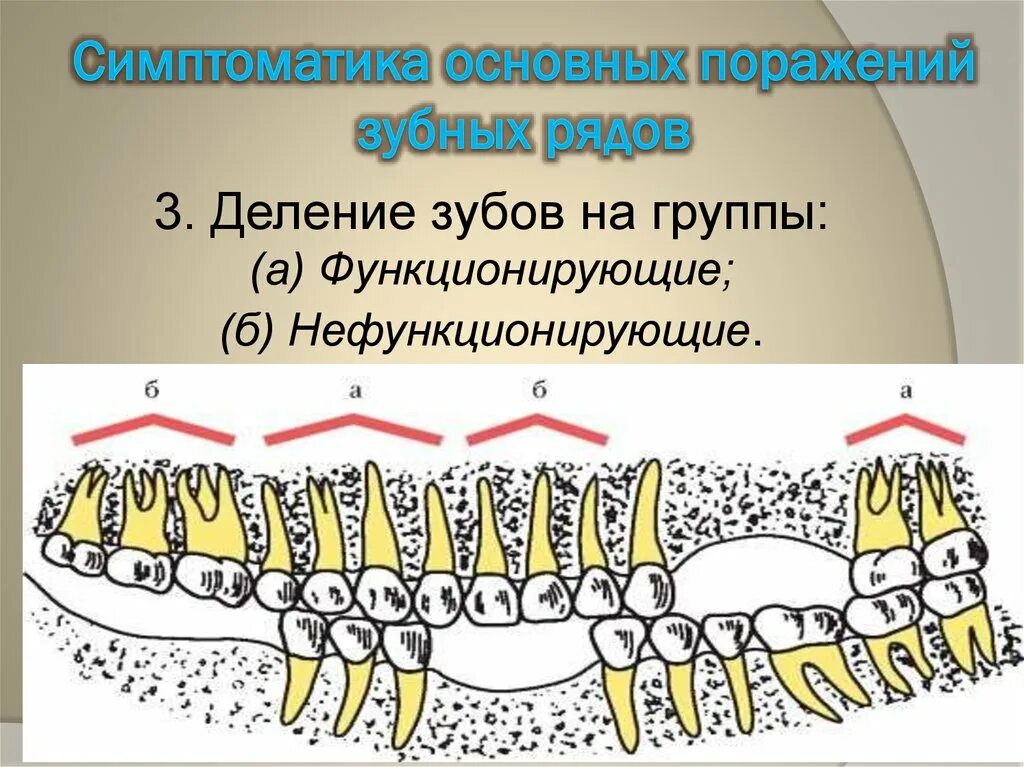 Зубы зубной ряд. Зубы зубной ряд
