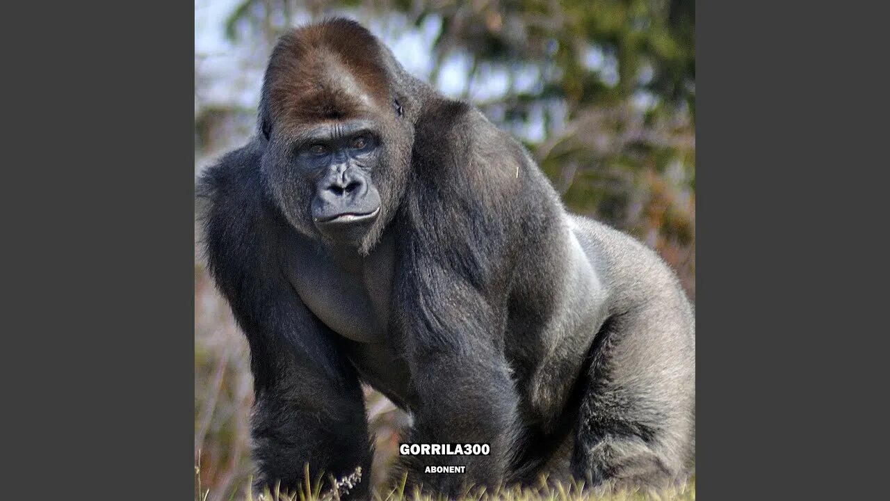 huge gorilla arms Gorilla, Weird animals, Silverback gorilla
