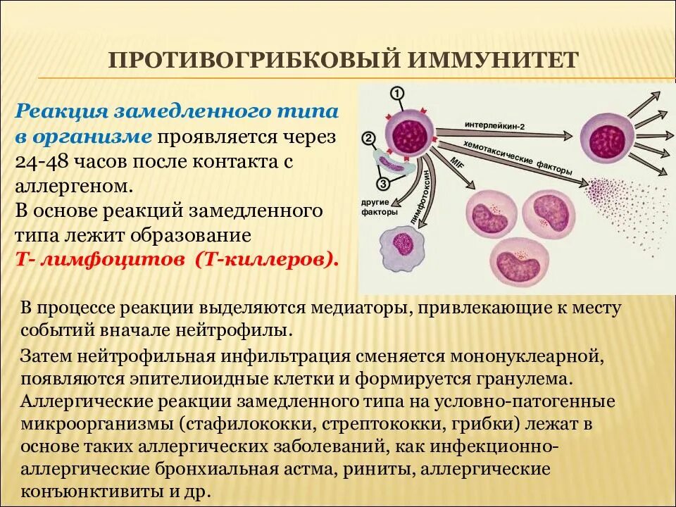 Реакция на лейкоциты положительная. Противогрибковый иммунитет иммунология схема. «Особенности иммунитета при грибковых заболеваниях». Противогрибковый иммунитет факторы защиты. Особенности противогрибкового иммунитета иммунология.