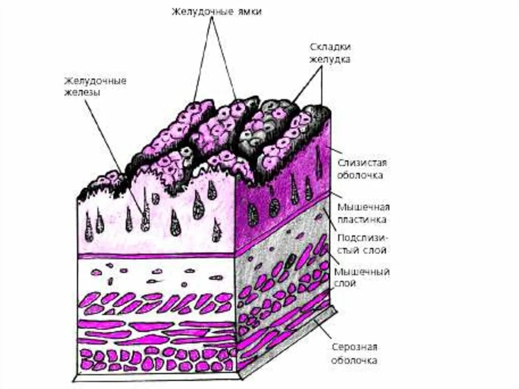 Серозная и слизистая оболочка. Строение стенки желудка анатомия. Слизистая оболочка желудка строение. Строение слизистой оболочки анатомия. Строение слизистой стенки желудка.