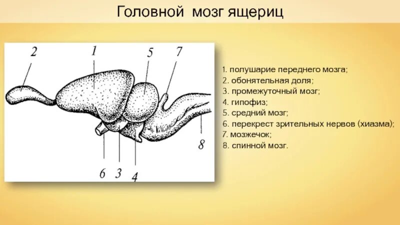 Головной отдел ящерицы