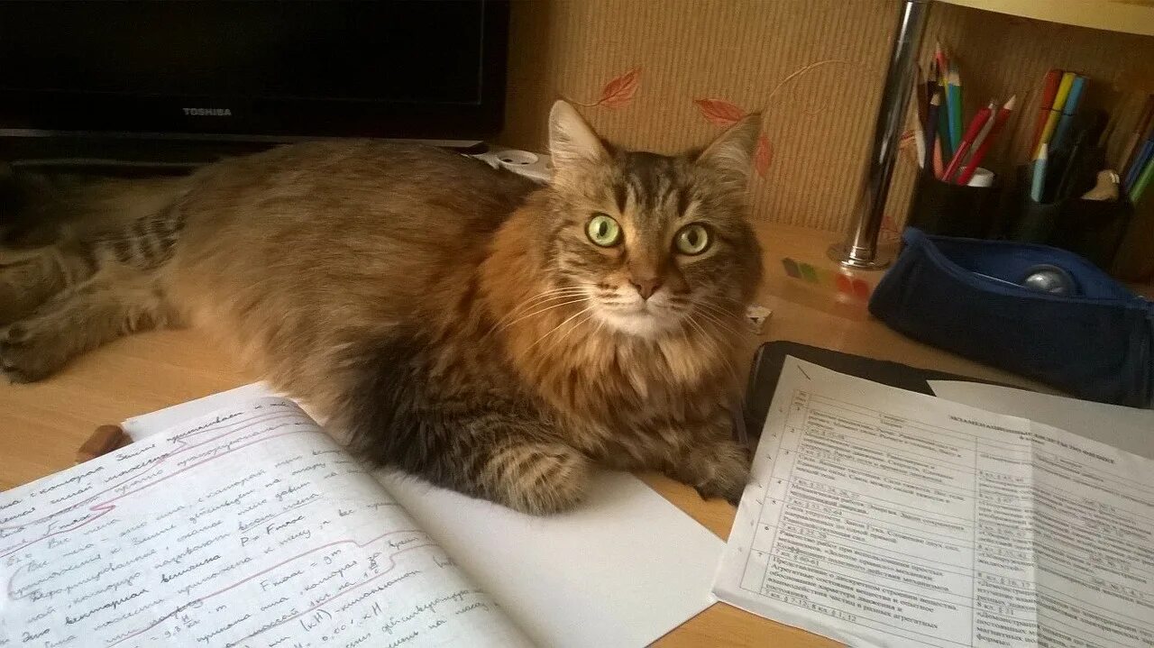 Обучающий кот. Кот учится. кот учит уроки. котик учит уроки. кот поможет выучить английский.