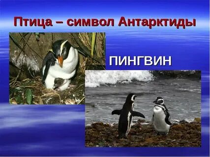 Символ антарктиды