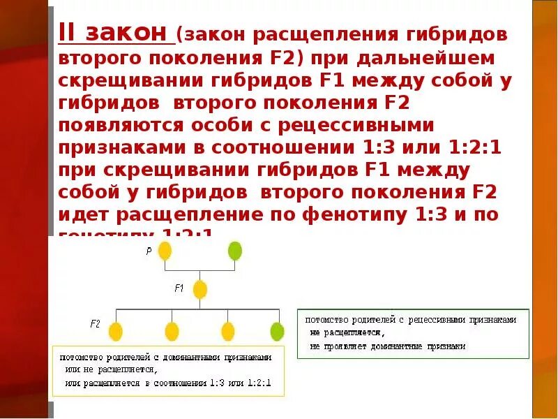 Гибриды второго поколения имеют. 2 Закон Менделя закон расщепления. Законы Менделя 1 закон во 2 поколении. Закон расщепления гибридов второго поколения. Закон расщепления признаков у гибридов 2 поколения.