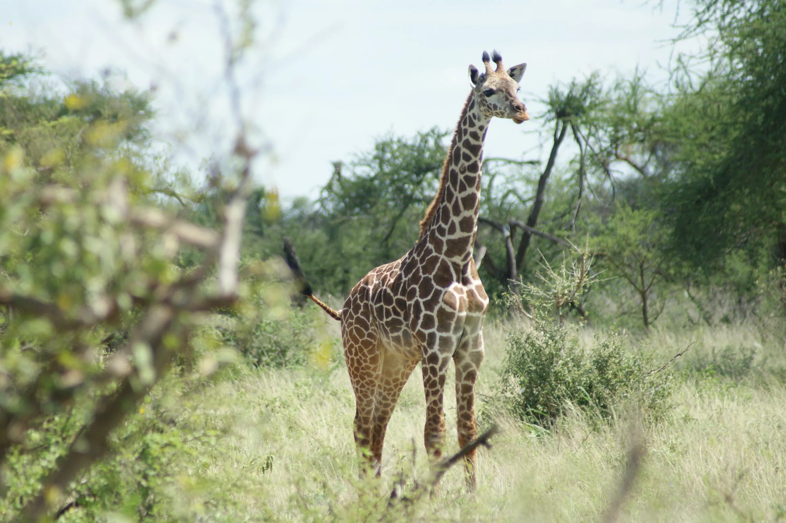Дикая среда обитания животных. Жираф саванны Африки. Масайский Жираф. Южноафриканский Жираф. Сафари парк Африка.