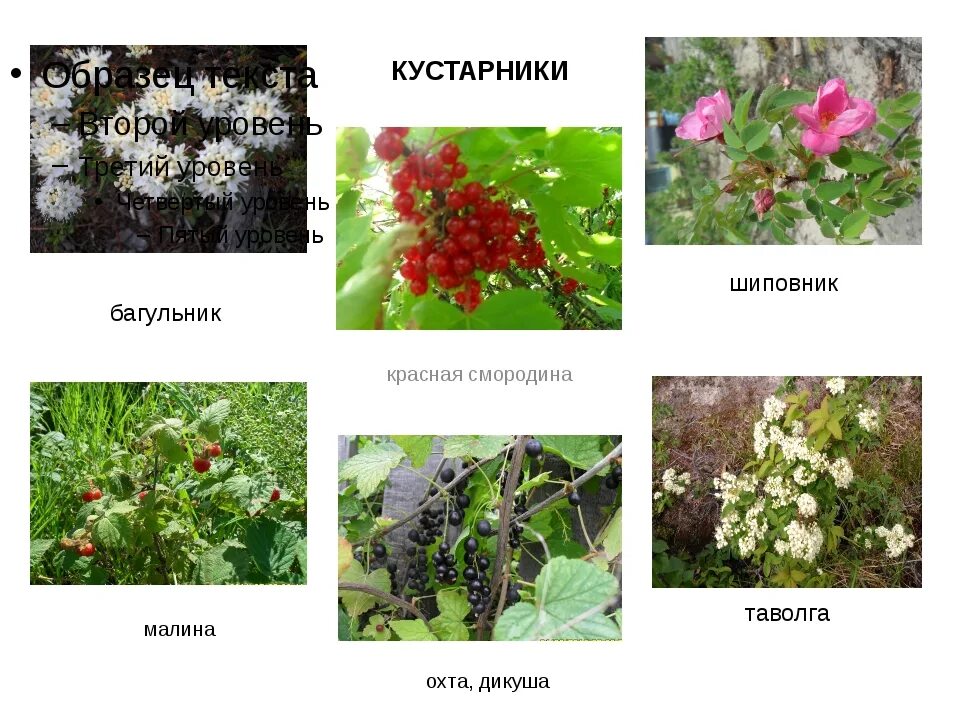Дикорастущие и культурные растения Филиппова Марина Владимировна учитель начальн