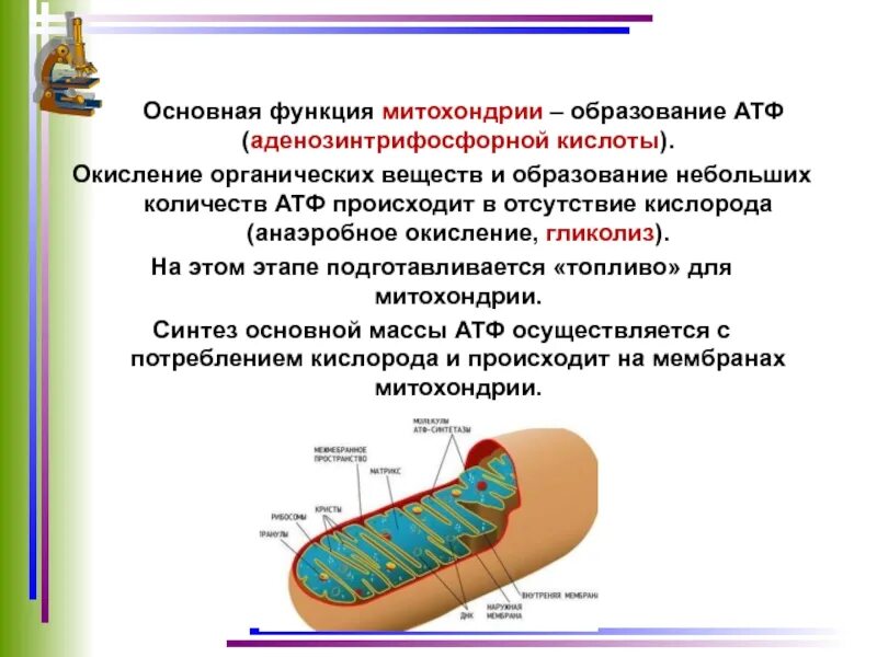 Окисление органических веществ в клетках. Основная функция митохондрий. Процессы происходящие в митохондриях. Основные функции митохондрий. Роль митохондрий.