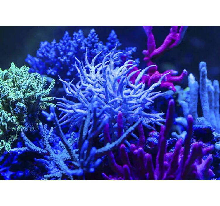 Coral life. Живые кораллы. Морские растения. Подводный мир кораллы. Синий коралл.