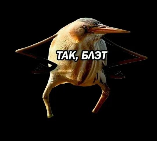 Че так то все а. Так блэт. птица блэт. мемы так блэт. птица мем.