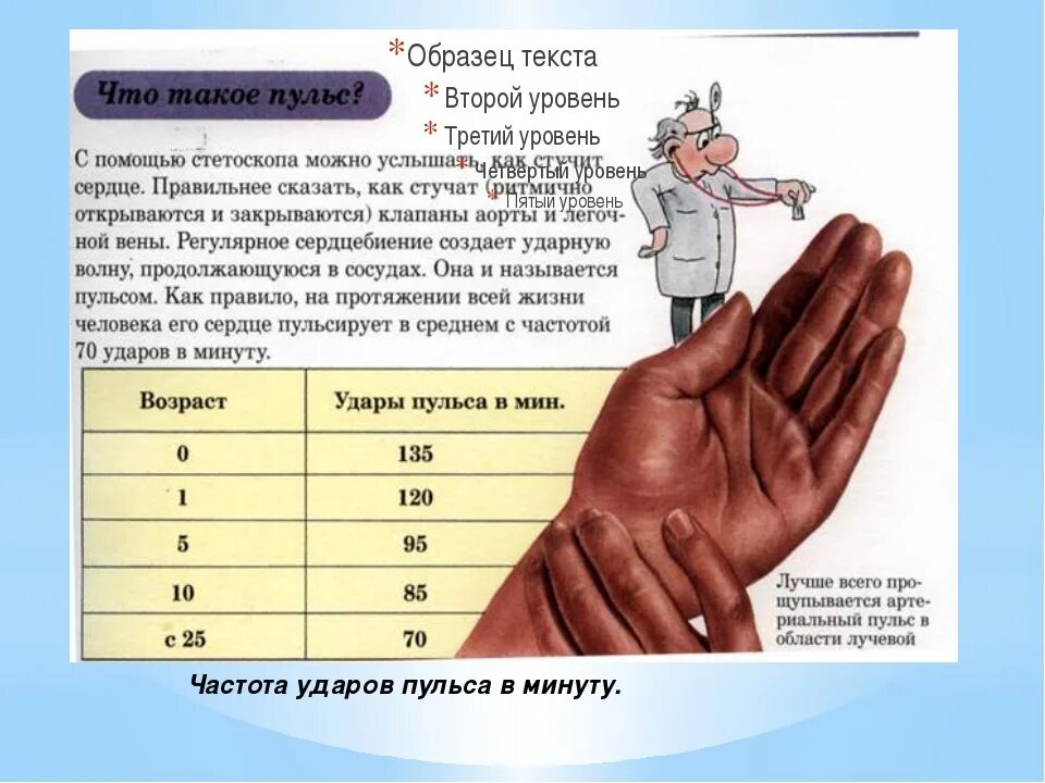 В норме у взрослого человека пульс составляет. Измерение пульса у человека. Сколькадолжен быть пульс. Число пульсовых ударов в минуту. Таблица измерения пульса.