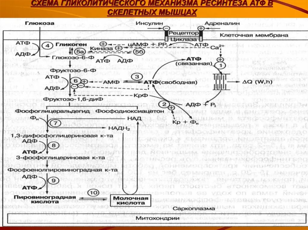 Энергетическое обеспечение мышечной деятельности схема. Ресинтез АТФ В мышцах схема. Механизм ресинтеза АТФ биохимия. Основные биохимические механизмы ресинтеза АТФ.