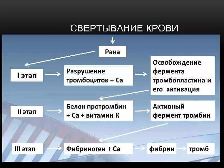 Стадии свертывания крови