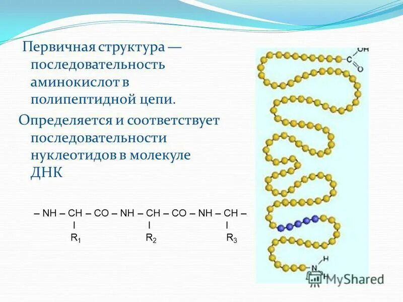 Высокомолекулярное соединение представляющее собой цепочку аминокислотных. Высокомолекулярное соединение представляющее собой цепочку аминокислотных