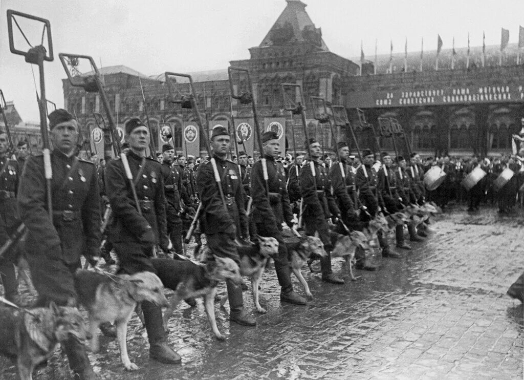 Собака Джульбарс на параде Победы 1945. Джульбарс на красной площади 1945. Парад Победы 1945 пес Джульбарс. Парад Победы 24 июня 1945 года Джульбарс. 24 июня 19