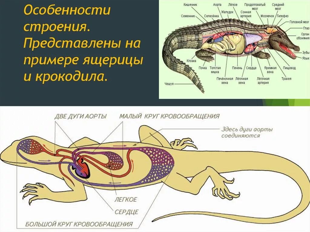 Строение ящерицы 7 класс. Пресмыкающиеся внешнее и внутреннее строение. Чешуйчатые пресмыкающиеся строение. Пресмыкающиеся внутреннее строение тела. Внутреннее строение пресмыкающихся схема.