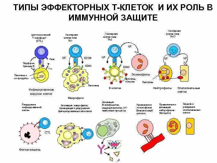 Эффекторные функции т лимфоцитов. Т-клетки иммунной системы. Эффекторные клетки клеточного иммунитета. Типы т лимфоцитов и функции. Т и б клетки