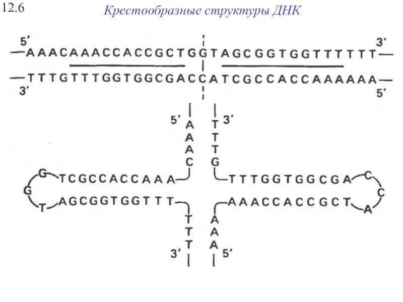 Крестообразная структура ДНК. Крестообразные структуры. Палиндромы ДНК. Палиндромные последовательности ДНК.