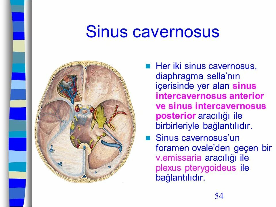 Sinus cavernosus. Sinus intercavernosus anterior. Пещеристый синус. Sinus Plexus cavernosus. Диафрагма черепа