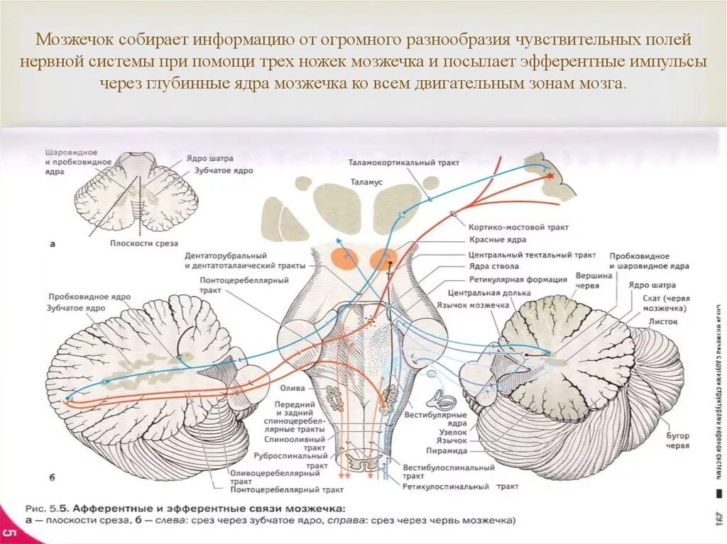 Строение структуры мозжечка. Схема мозжечка анатомия. Структуры мозжечка схема. Мозжечок анатомия функции. Ядра центральной нервной системы