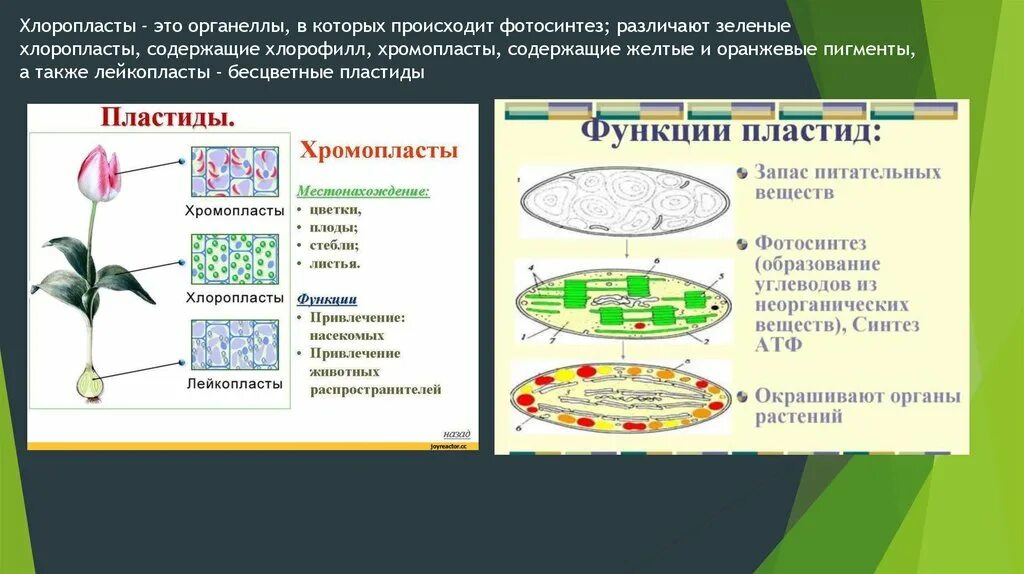 Фотосинтез осуществляется в хромопластах