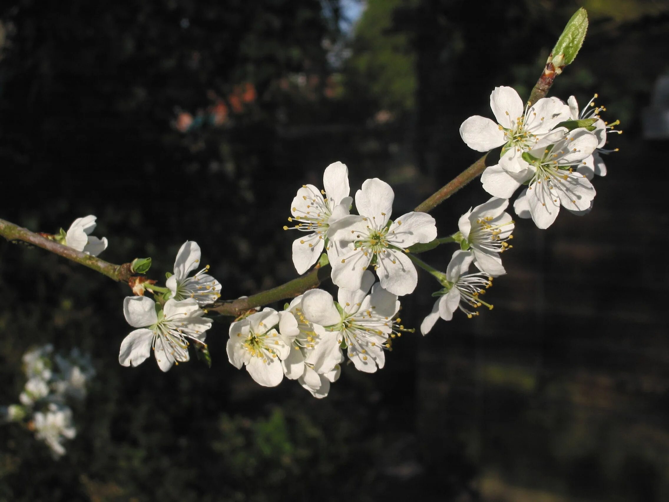 Prunus перевод. Прунус (Prunus). Прунус Маритима. Prunus domestica l.. Prunus domestica Blossom.