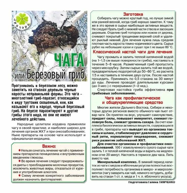 Чага срок. Чага. Настой из чаги. Чага паразит. Как принимать чагу.