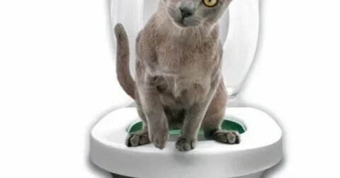 Котенок часто писать