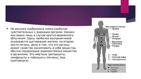 Наиболее чувствительны