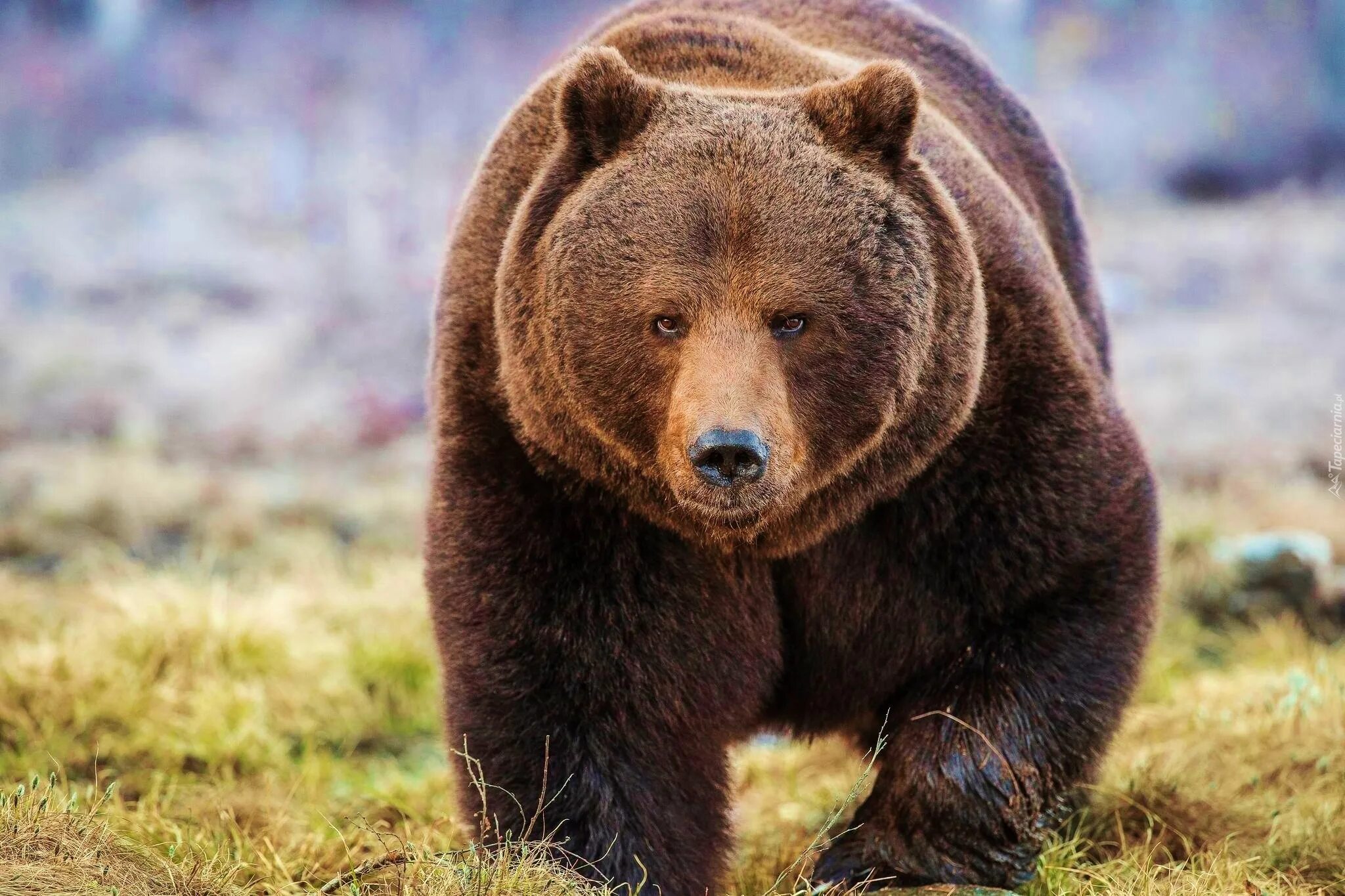 Звери про медведь. Бурый медведь (Ursus arctos). Дальневосточный бурый медведь. Сибирский бурый медведь. Восточносибирский бурый медведь.