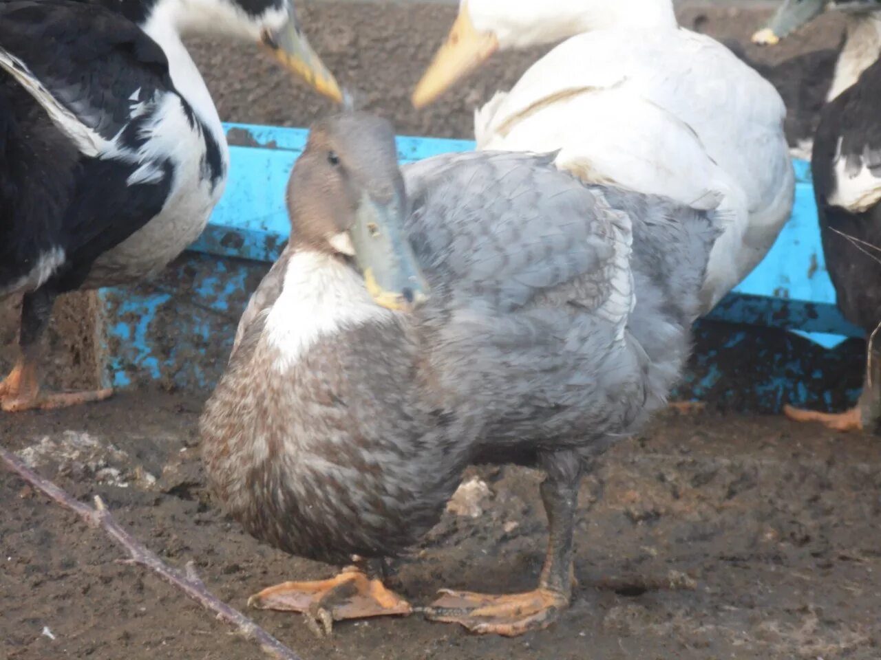 утки голубой фаворит. утка голубой фаворит благоварка. индоутка голубой фаворит. утка голубой фаворит описание породы. утка голубой фаворит описание породы.