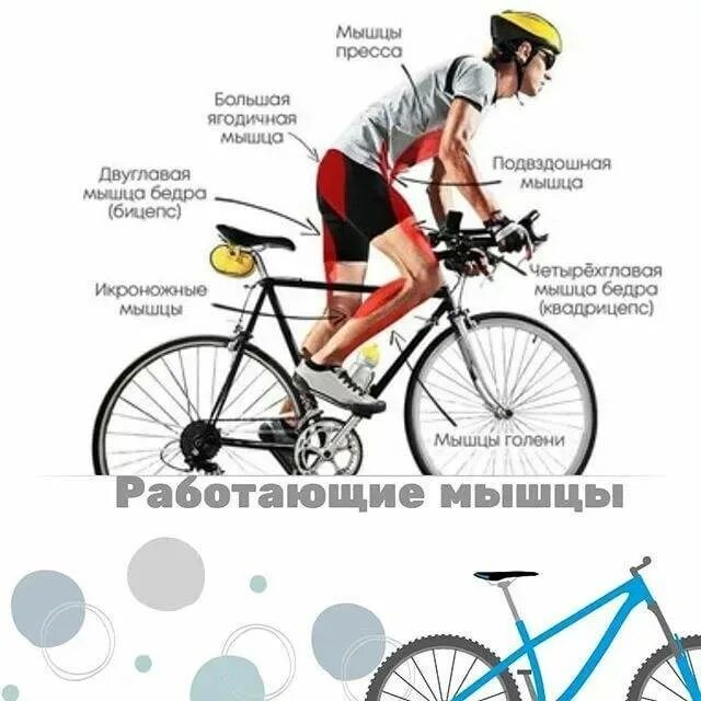 Катание на велосипеде какие мышцы. Какие мышцы работают при езде на велосипеде. Мышцы при езде на велосипеде. Какие группы мышц задействованы при езде на велосипеде. Мышцы задействованные при велосипеде.