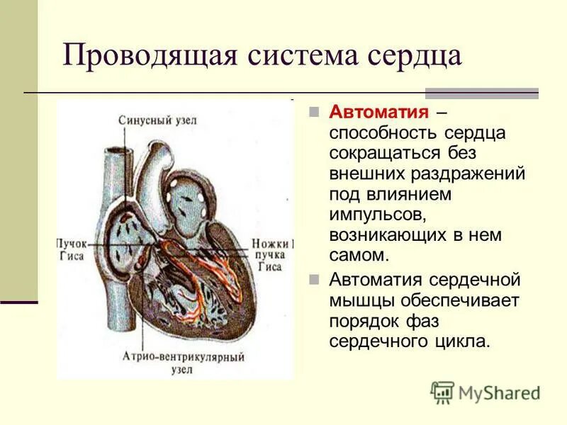 Какие структуры обеспечивают автоматия сердца. Проводящая система сердца. Какие структуры обеспечивают автоматия сердца. Автоматия сердца физиология. Какие структуры обеспечивают автоматия сердца.