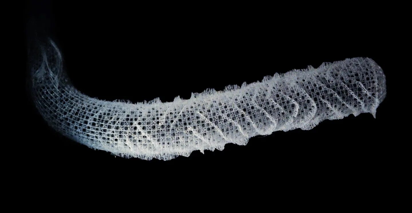 Euplectella aspergillum. Морская губка Euplectella. Euplectella aspergillum стеклянная губка. Стеклянные губки (Hexactinellida).